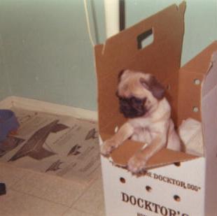dog_1969_001.jpg