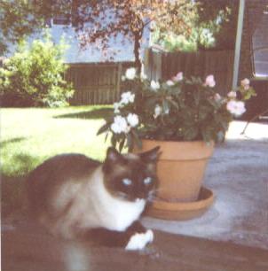 frankie_001.jpg