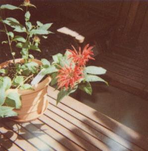 monarda_didyma_jacob_klien_001.jpg