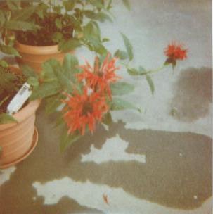 monarda_didyma_jacob_klien_002.jpg