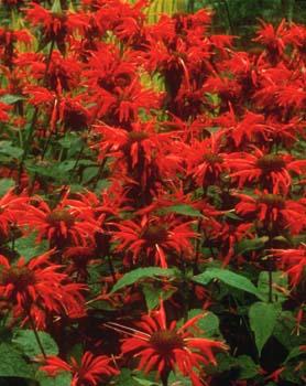 monarda_didyma_jacob_klien_003.jpg